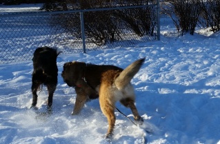 Jigel-Kaiser, ma belle Leonberg - Page 20 _parc010