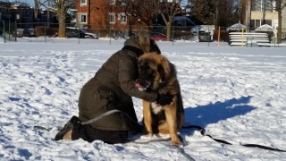 Jigel-Kaiser, ma belle Leonberg - Page 20 _parc111