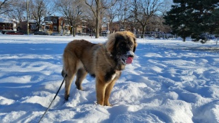 Jigel-Kaiser, ma belle Leonberg - Page 20 _parc210