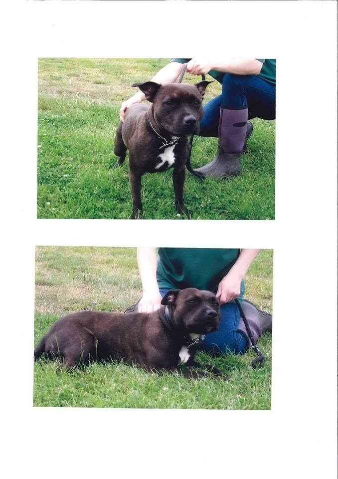 Rosie sbt needs rescue this lucky lady has a offer already so happy for her Rosie10