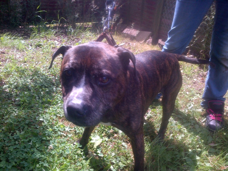 Spud SBT needs a rescue he is an older gent 9-10 years  SAFE Spud10