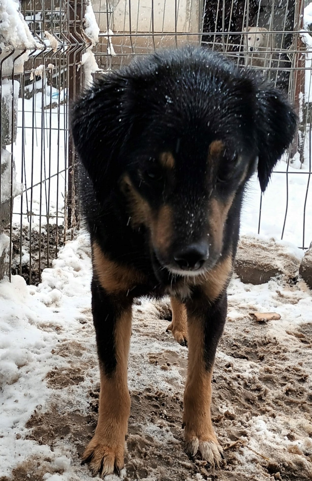 TEXANE, née le 24.03.2021 - sauvée de Pallady avec 4 autres chiens - parrainée par Coco65-SC-R- 32258610