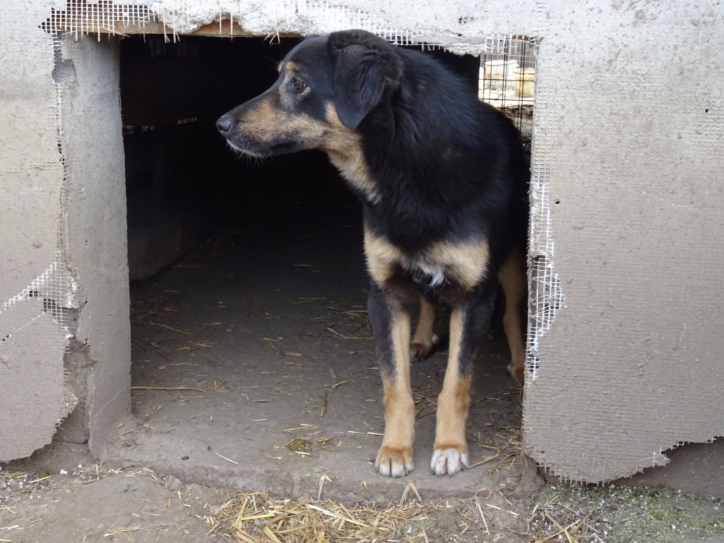 TEXANE, née le 24.03.2021 - sauvée de Pallady avec 4 autres chiens - parrainée par Coco65-SC-R- 33590612