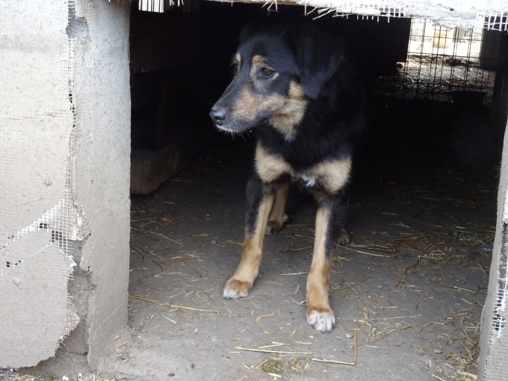 TEXANE, née le 24.03.2021 - sauvée de Pallady avec 4 autres chiens - parrainée par Coco65-SC-R- 33591010