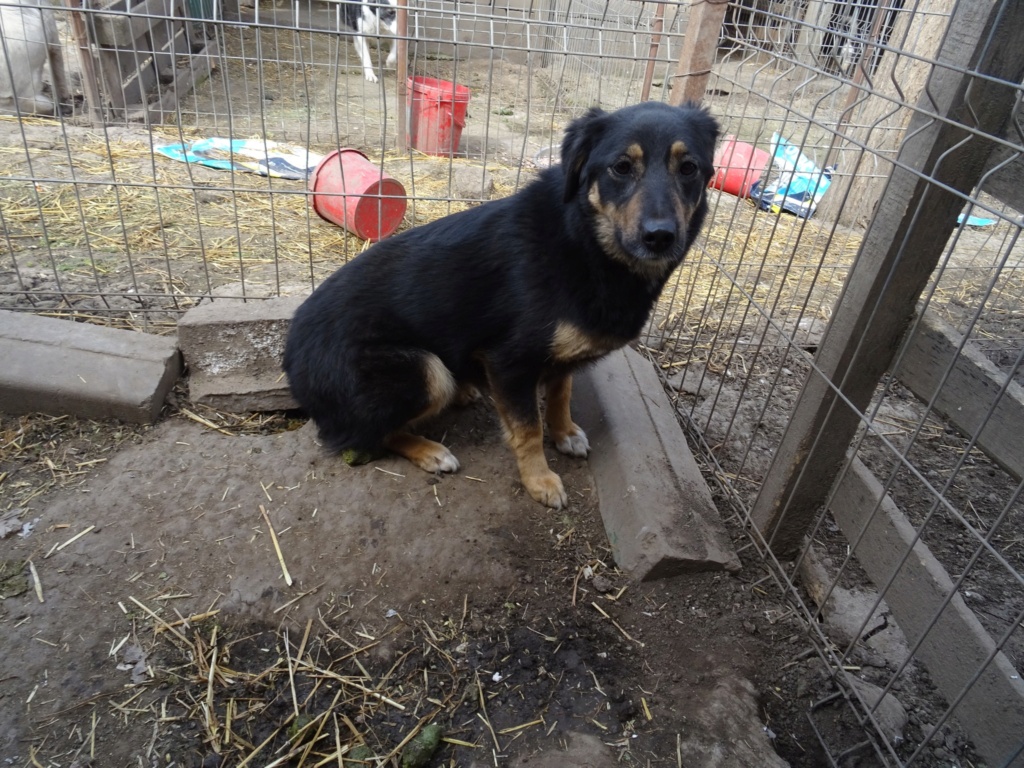 TEXANE, née le 24.03.2021 - sauvée de Pallady avec 4 autres chiens - parrainée par Coco65-SC-R- 33591710