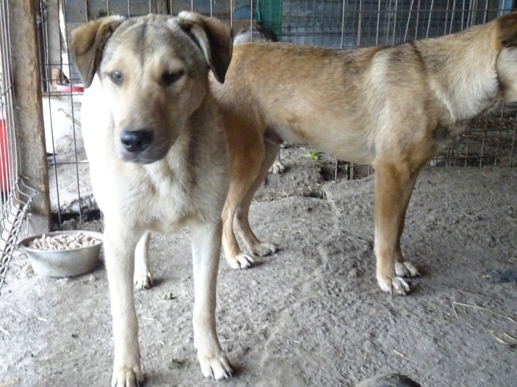 RAYDEN MALE NE LE 15/05/2022 - trouvé avec ses 5 frères près du refuge-R-SC 33670210