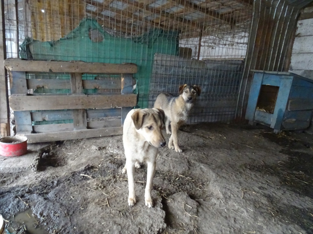 SCAMP MALE NE LE 15.05.2022 -  trouvé avec ses 5 frères près du refuge - parrainé par Manganouchka - R-SC 33674710