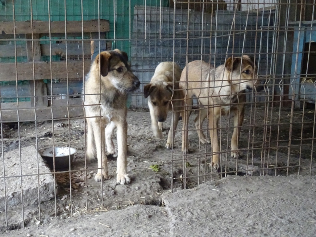 GOTHAM  NE LE 15/05/2022 - trouvé avec ses 5 frères près du refuge- parrainé par Sylvie44 -R-SC 33676415