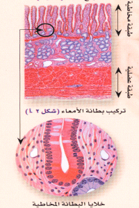 ۞ ۞ موضوع كامل ومتكامل عن الجهاز الهضمي مع الصور ۞ ۞  Lining10