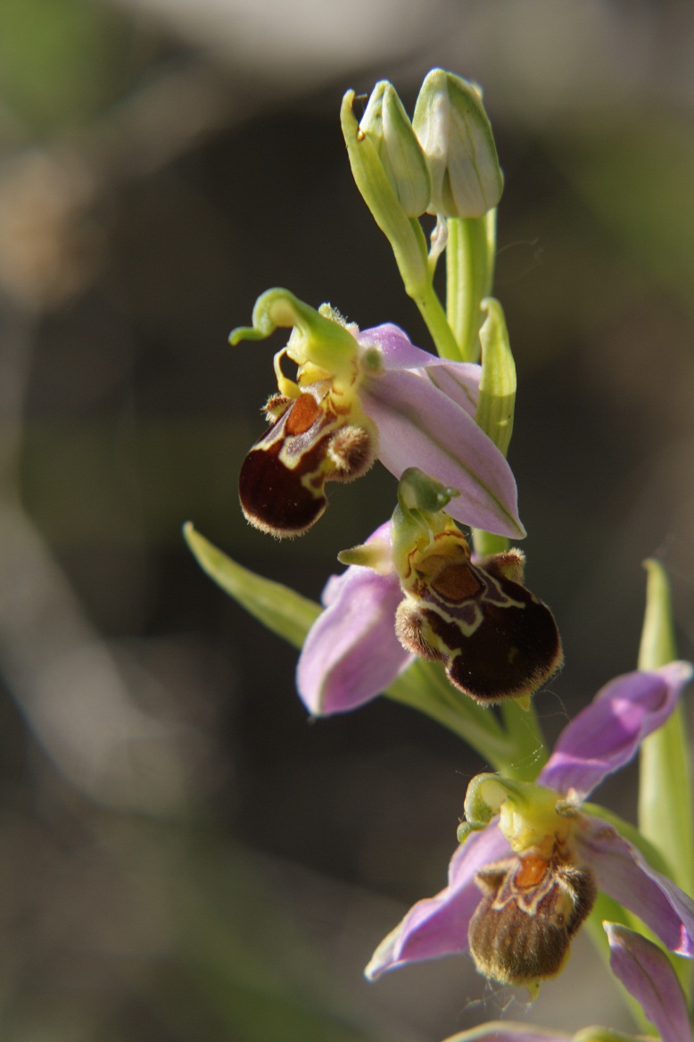 quelques orchidées Ophrys12