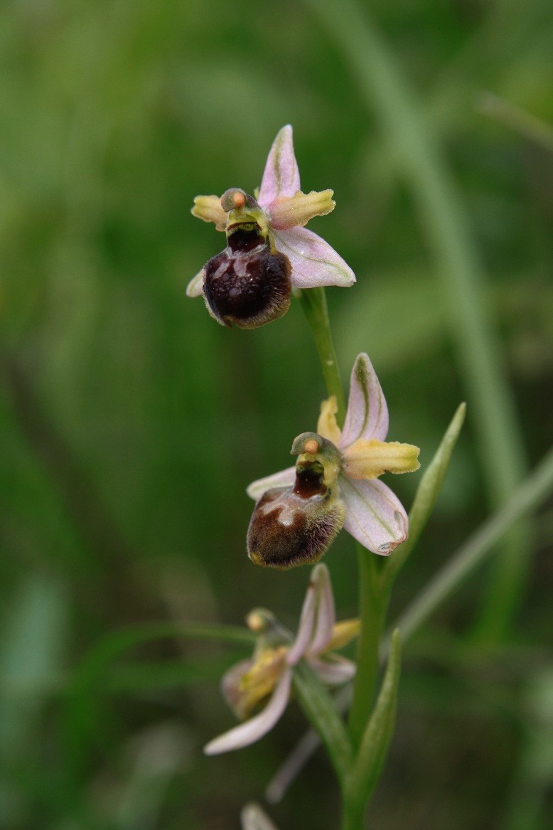 quelques orchidées Ophrys16