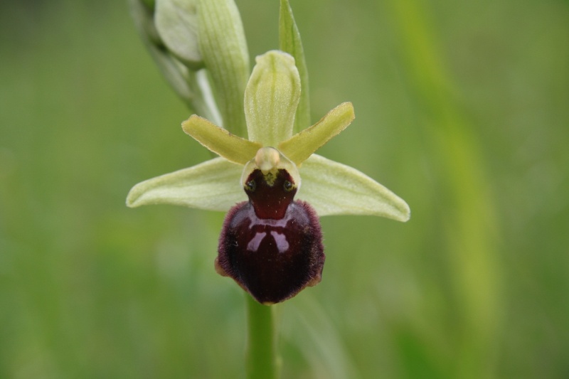 quelques orchidées Ophrys17