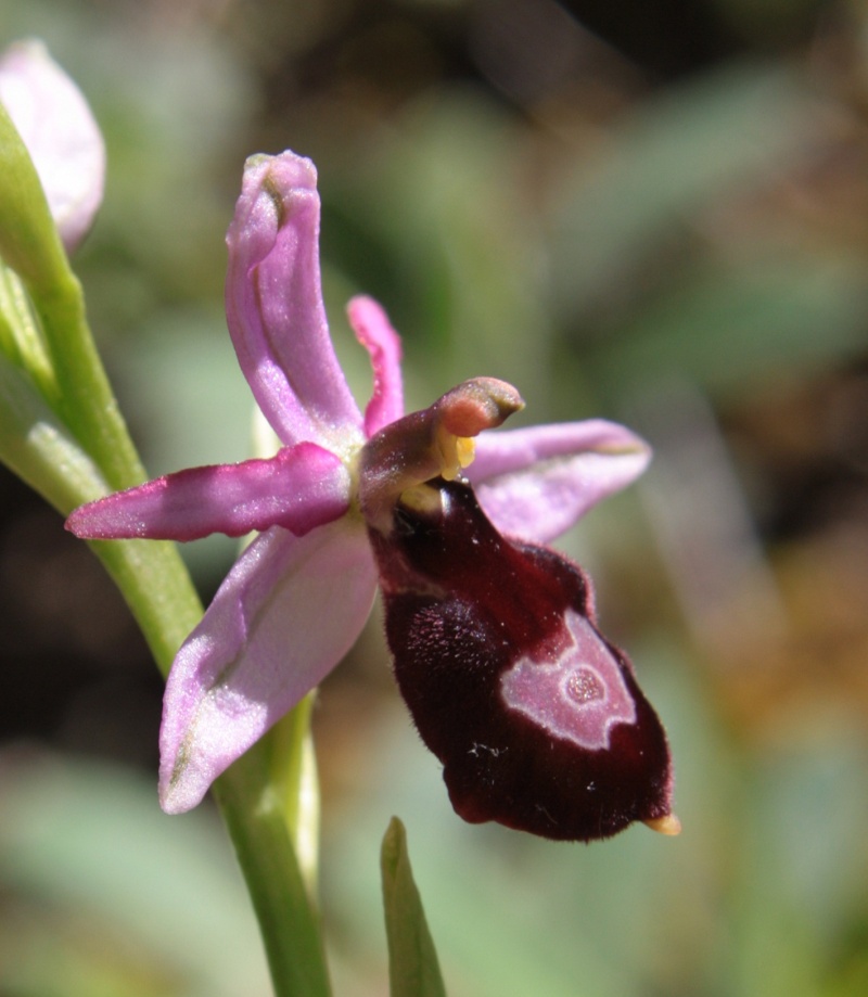 quelques orchidées Ophrys18