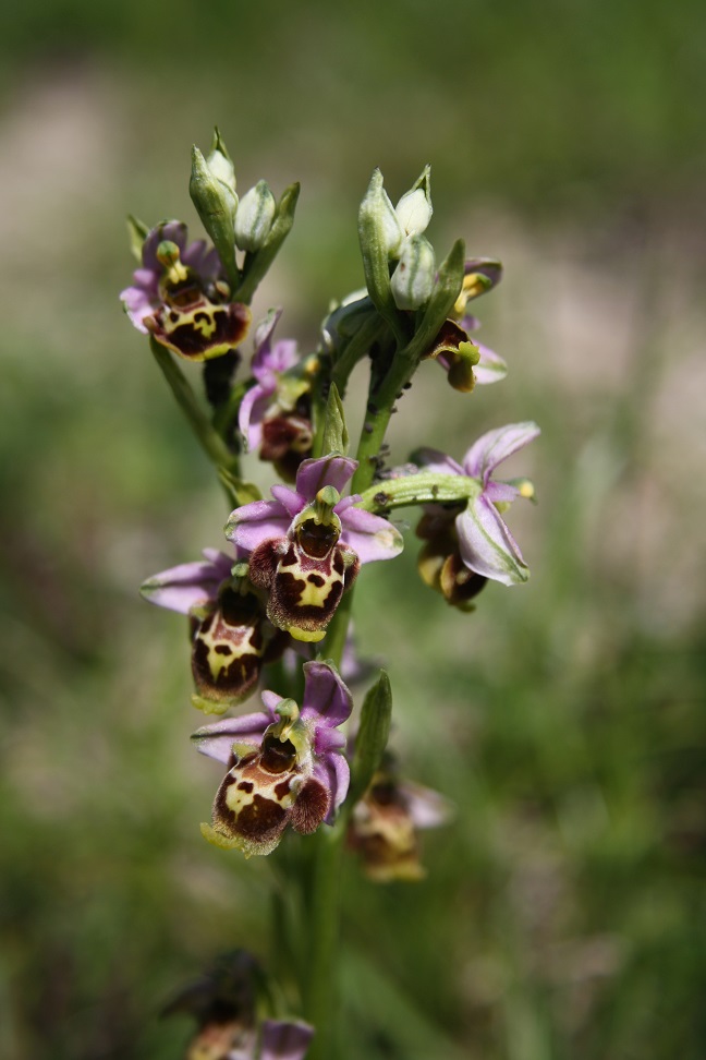 quelques orchidées Ophrys20