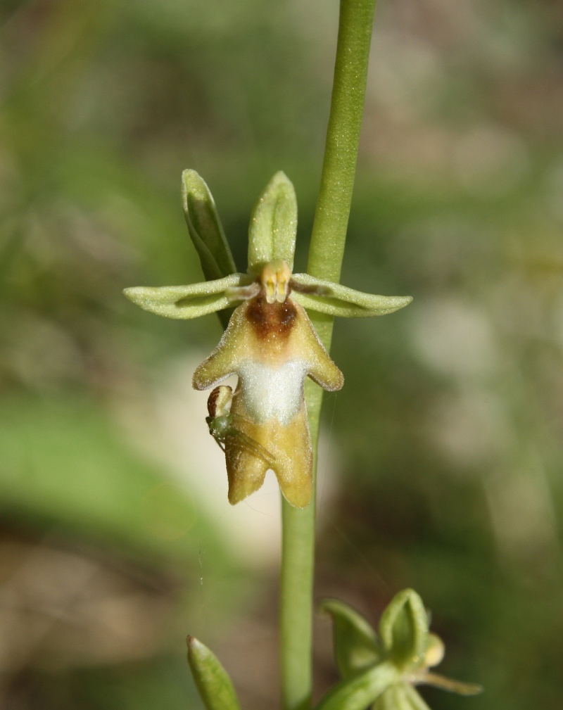 quelques orchidées Ophrys22