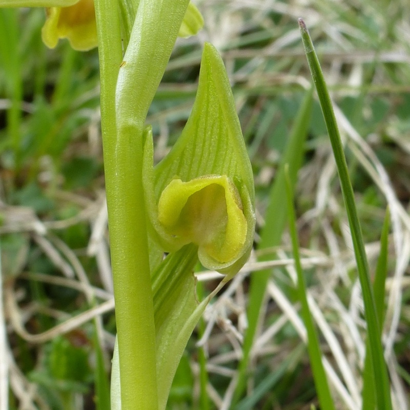 Ophrys litigiosa, pour inaugurer la rubrique Ophrys24
