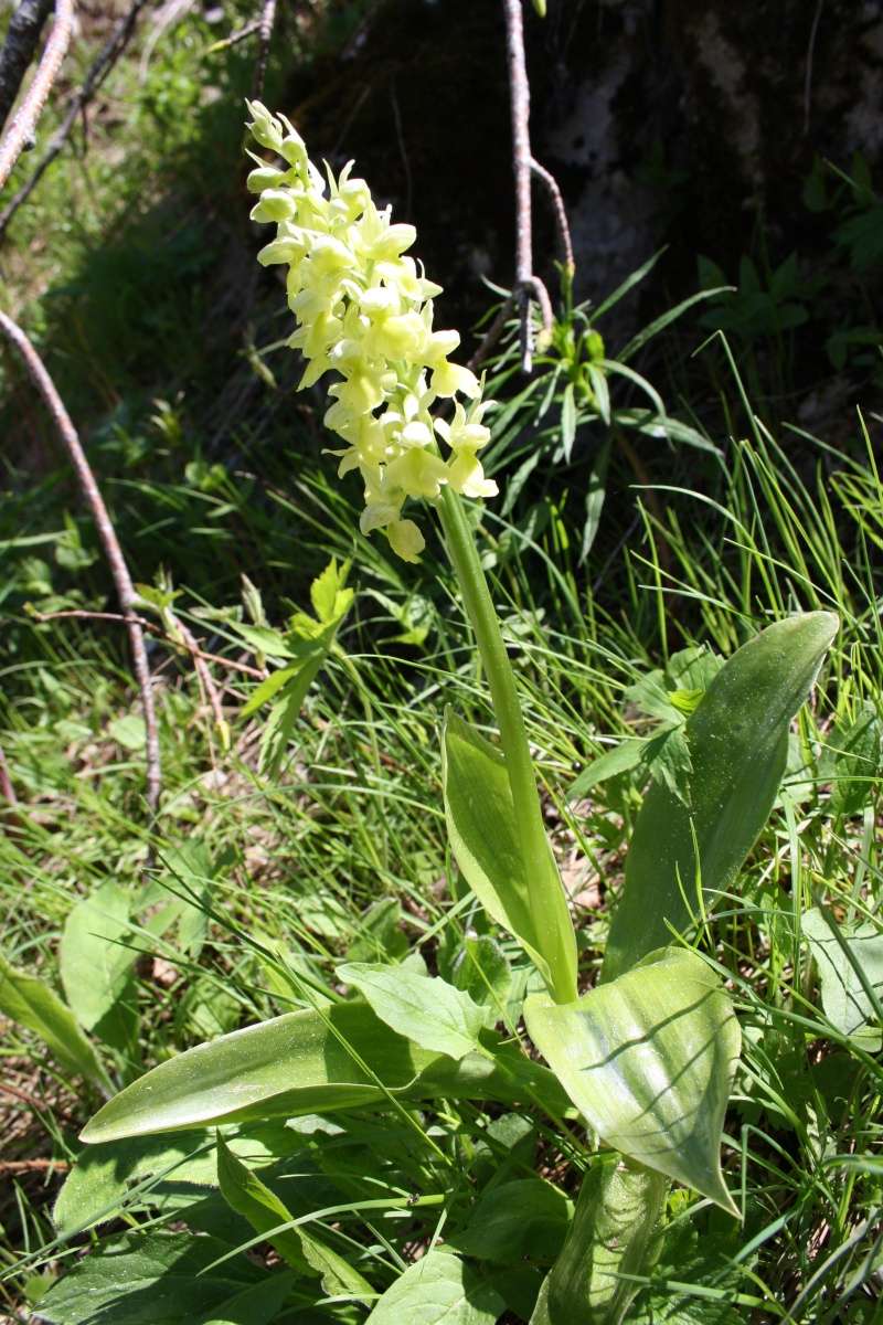 quelques orchidées Orchis11