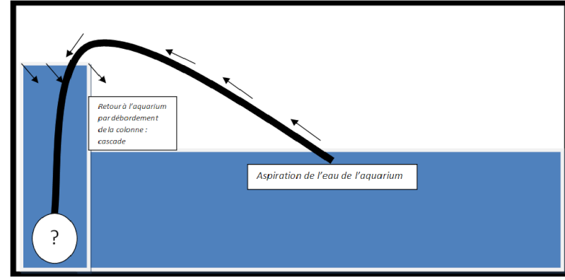 Mes aquariums - Page 2 Sans_t10