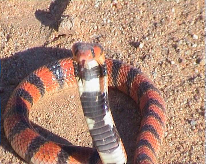 Snakes from Namaqualand South Africa Coral_10