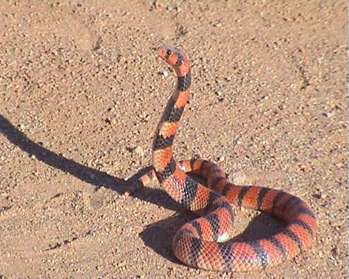 Snakes from Namaqualand South Africa Coral_11