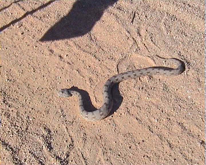 Snakes from Namaqualand South Africa Desert10
