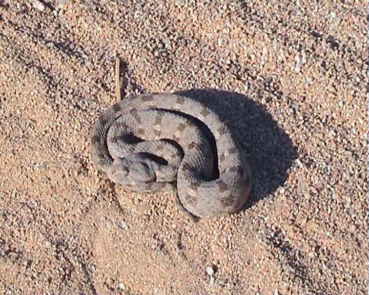 Snakes from Namaqualand South Africa Desert11