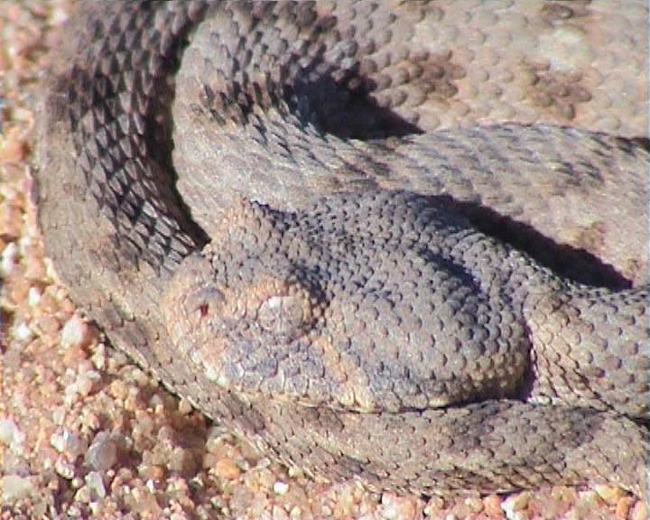 Snakes from Namaqualand South Africa Desert12