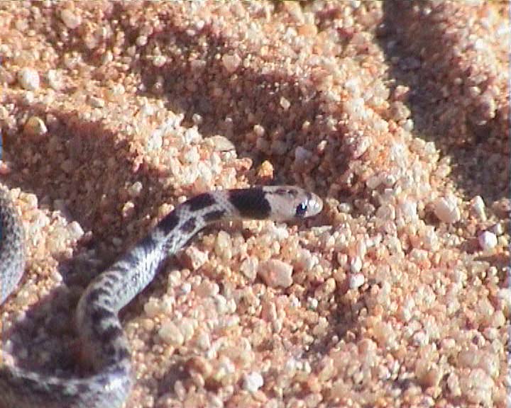 Snakes from Namaqualand South Africa South_10