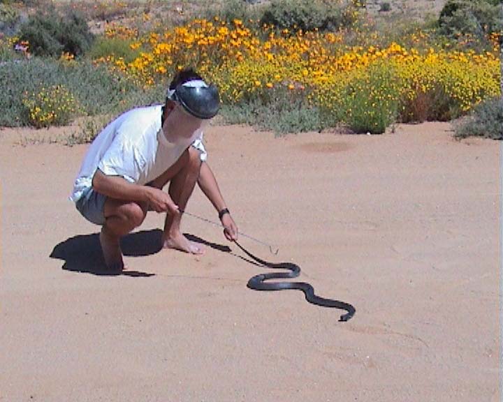 Snakes from Namaqualand South Africa Spitti10