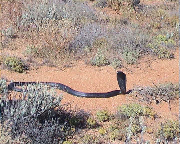 Snakes from Namaqualand South Africa Spitti11