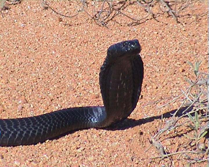Snakes from Namaqualand South Africa Spitti12
