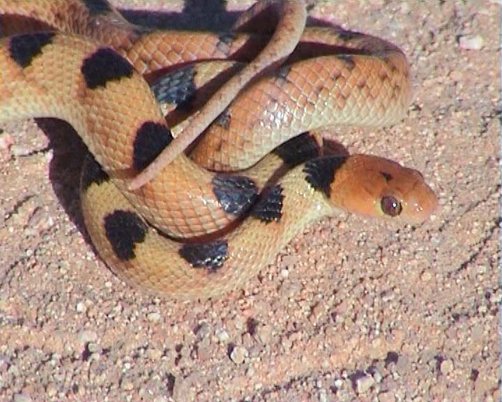 Snakes from Namaqualand South Africa Tiger_10