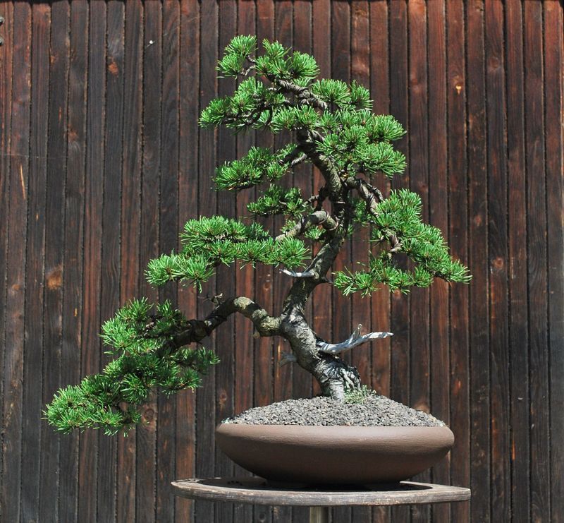 Yamadori Pinus mugo for demo Mugo2010