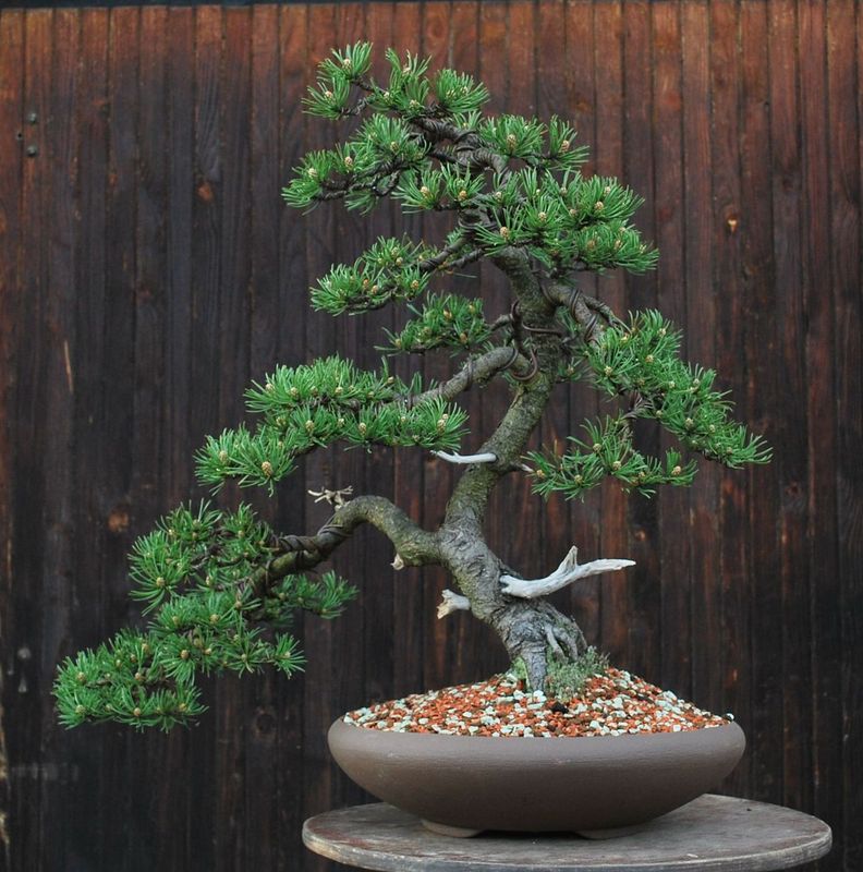 Yamadori Pinus mugo for demo Mugo2012