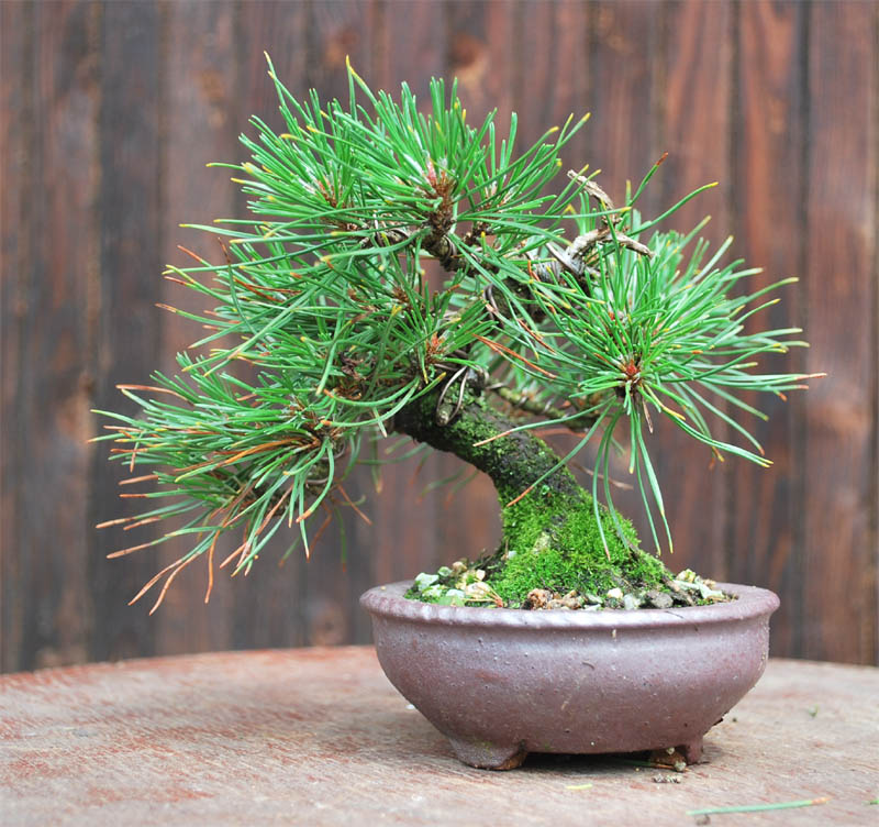 Small Mugo pine development & other minies Mugosh12