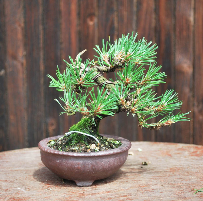 Small Mugo pine development & other minies Mugosh15