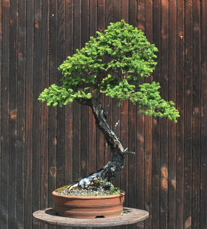 Yamadori Pinus mugo for demo Picea210