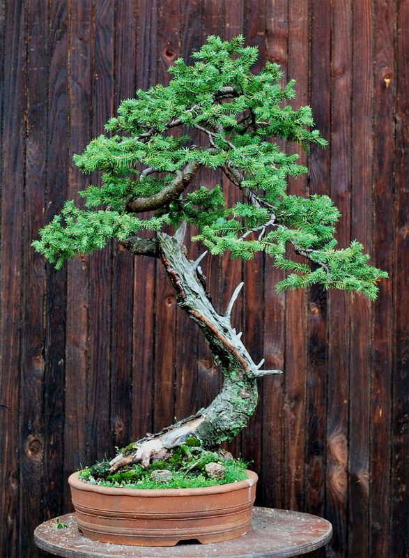 Yamadori Pinus mugo for demo Picea211