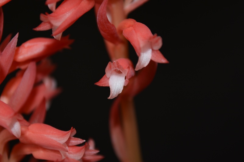 Stenorrhynchos speciosum Dsc_0015