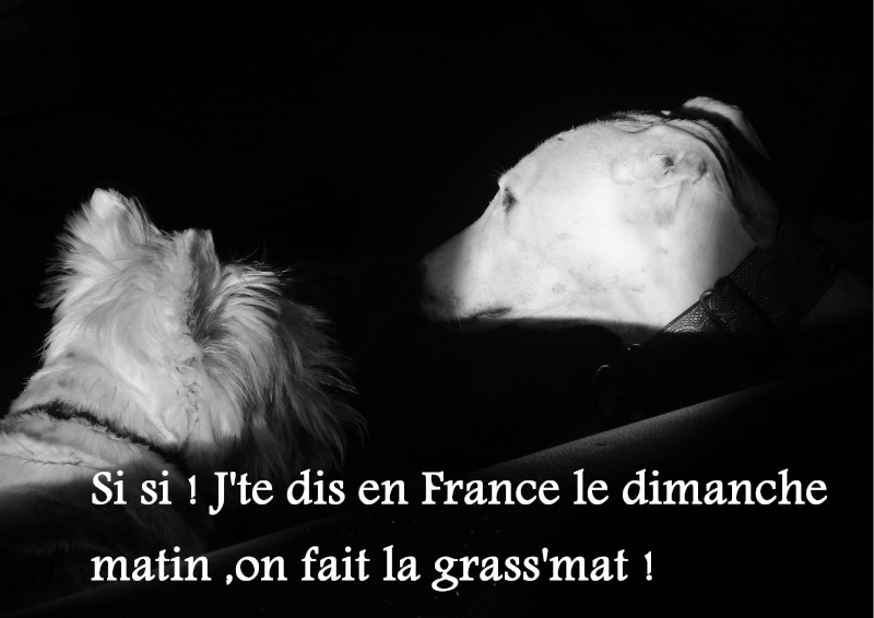 Suspiro né en 2008 "Scooby France" Adopté - Page 3 Suspir11