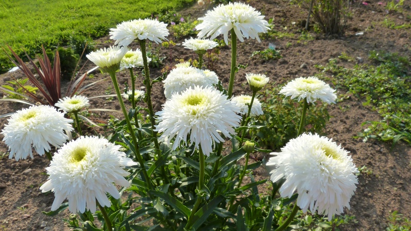 Leucanthemum Fiona Coghill P1120210