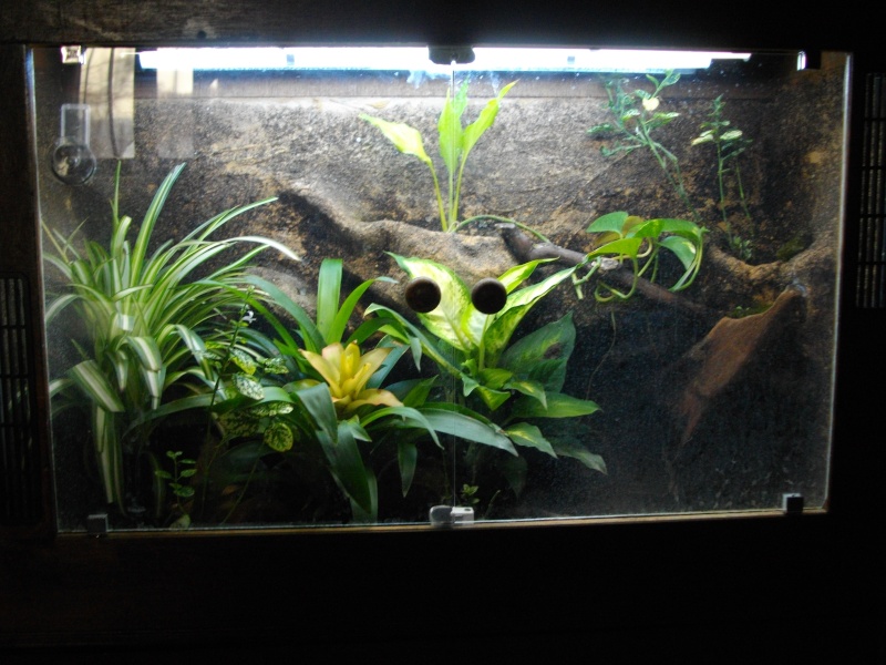 Aération terrarium Imgp0810