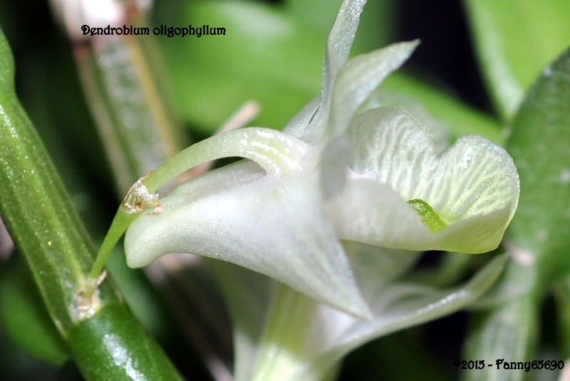 Dendrobium oligophyllum Csc_0015
