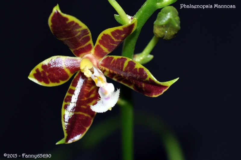 Phalaenopsis Mannosa (mannii x venosa) Csc_0016