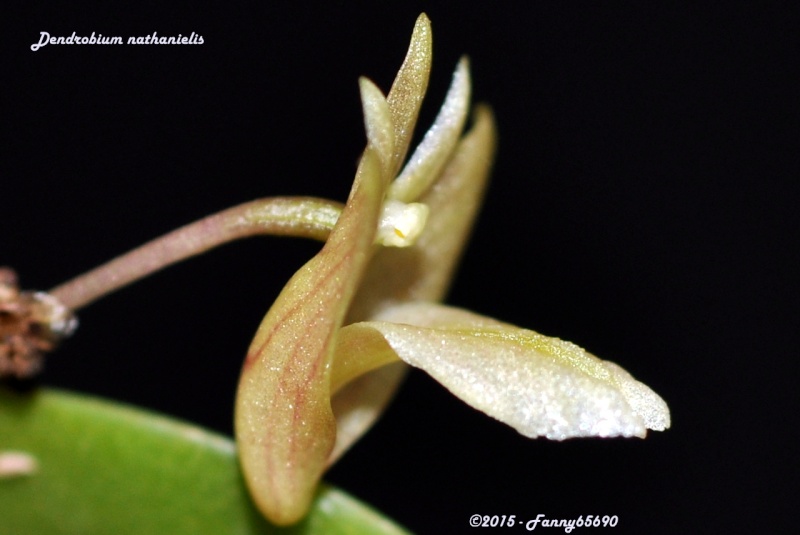 Dendrobium nathanielis Csc_0028