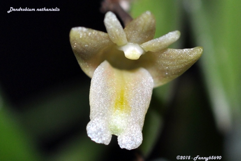 Dendrobium nathanielis Csc_0029