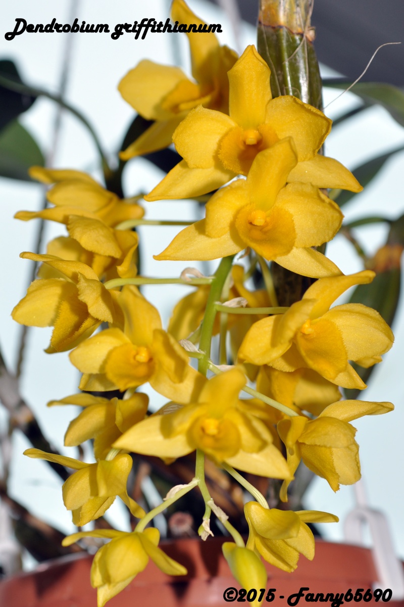 Dendrobium griffithianum Csc_0030