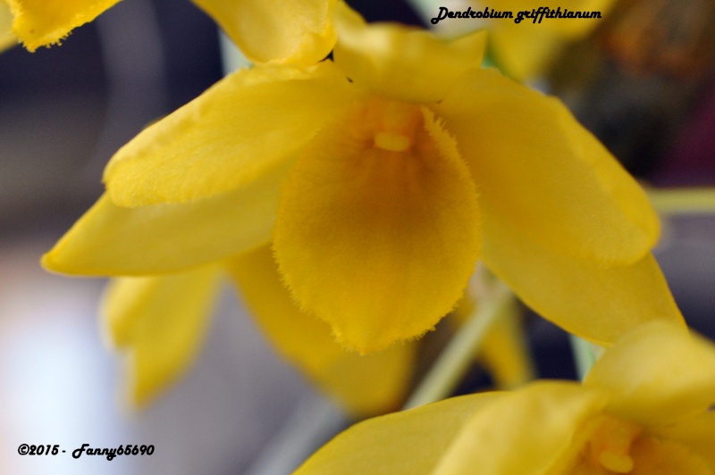 Dendrobium griffithianum Csc_0031