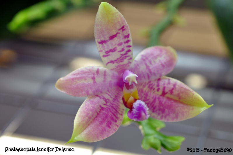 Phalaenopsis Jennifer Palermo (violacea x tetraspis) Dsc_0013