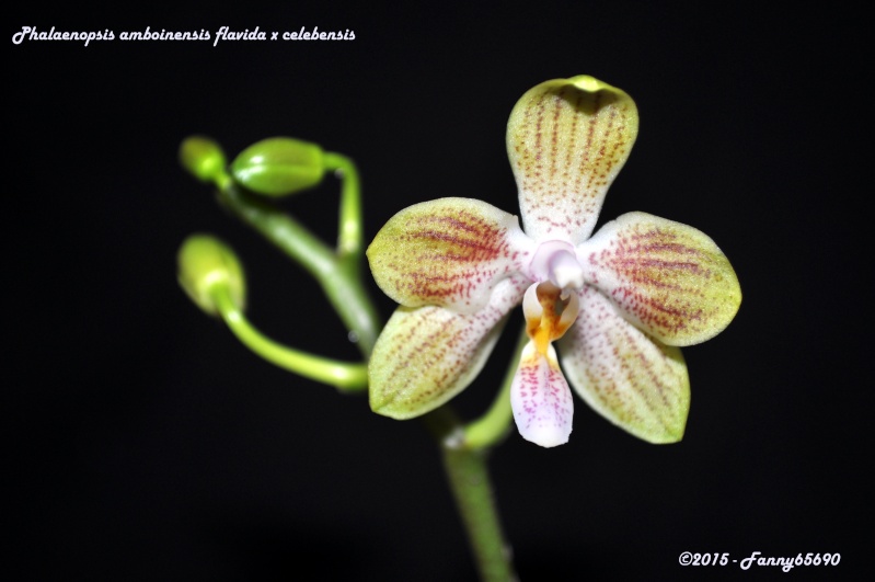 Phalaenopsis amboinensis flavida x celebensis Dsc_0027